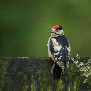 Redwell   June   2016 (362 Of 659).jpg